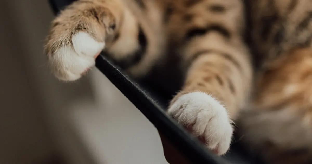 a polydactyl cat's paw with extra toes