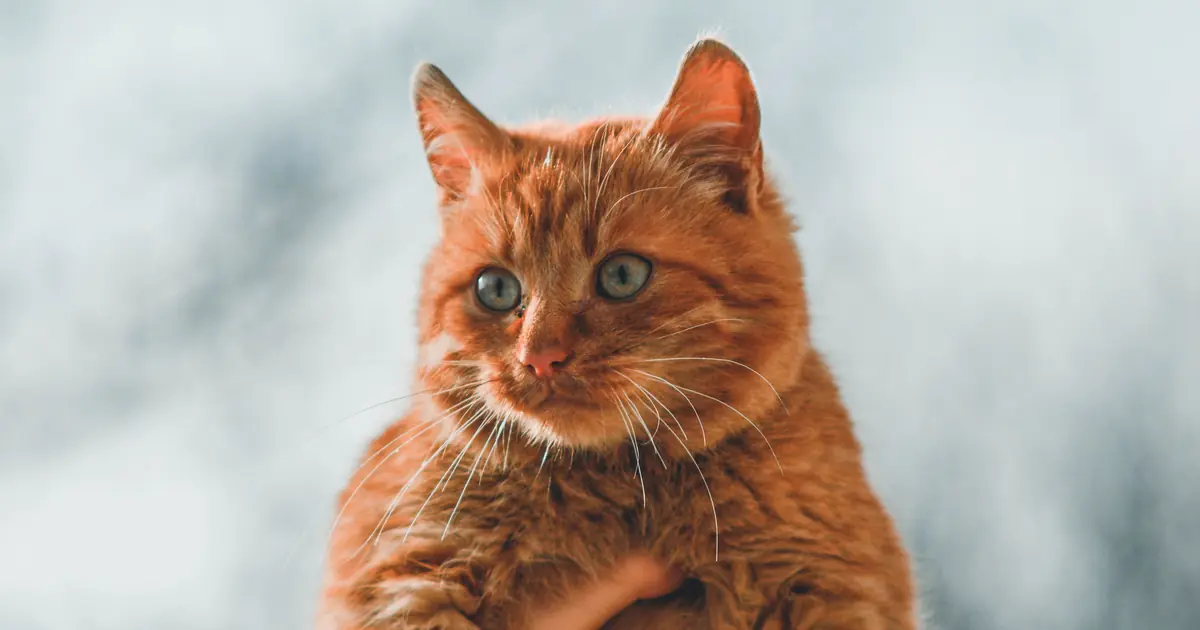 a possessive cat may guard you, block others, or demand attention