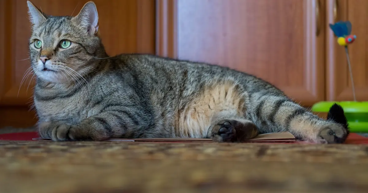 a growing uterus presses on the bladder, so pregnant cats pee more