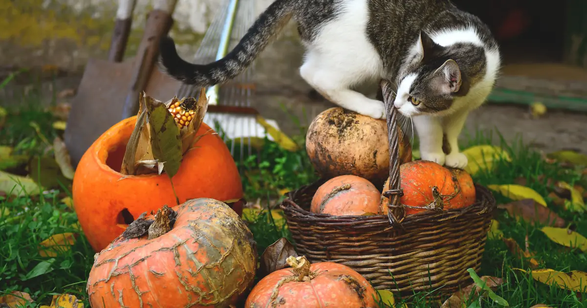 pumpkin can support a cat's digestion