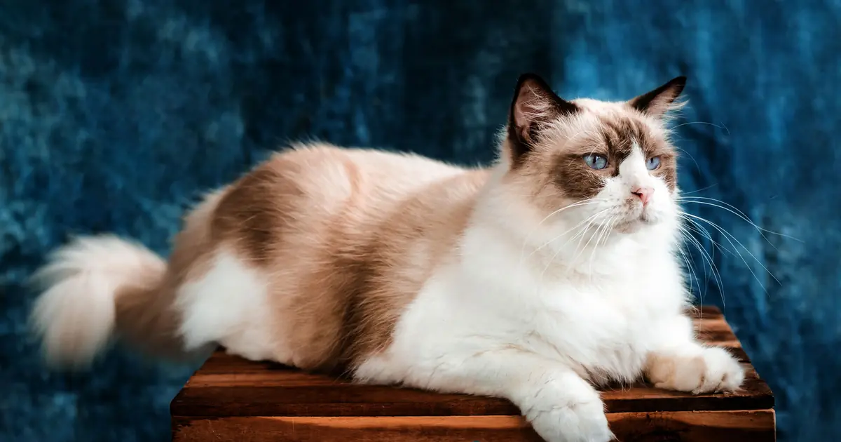 the Ragdoll's silky, single coat sheds less than most long-hairs