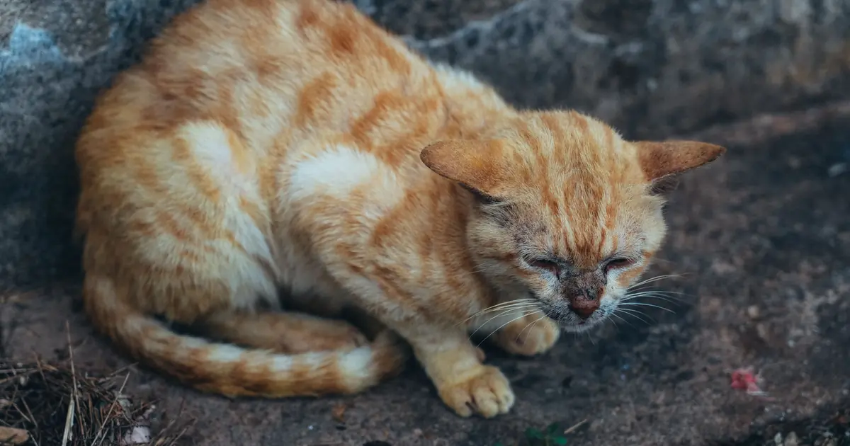 withdrawal and appetite loss can signal grief in cats