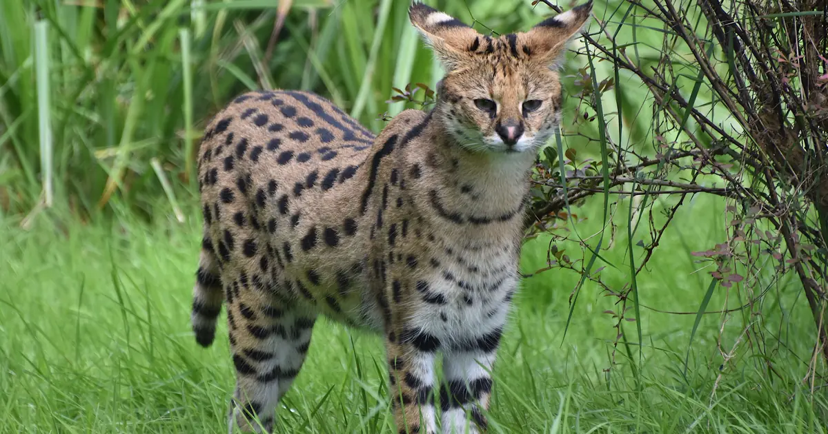 the Savannah is a tall, spotted breed with a wild look