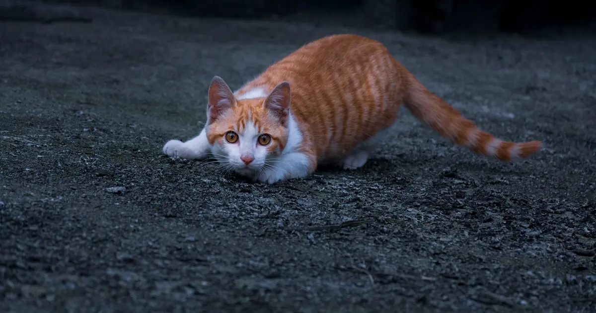 extreme fear can make a cat briefly lose bladder control