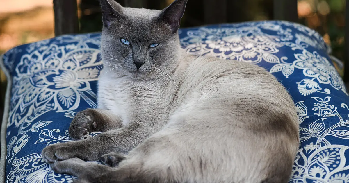 the Siamese cat's short, fine coat sheds relatively little