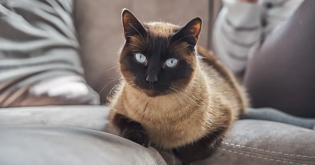 Siamese cats are affectionate, chatty, and people-oriented
