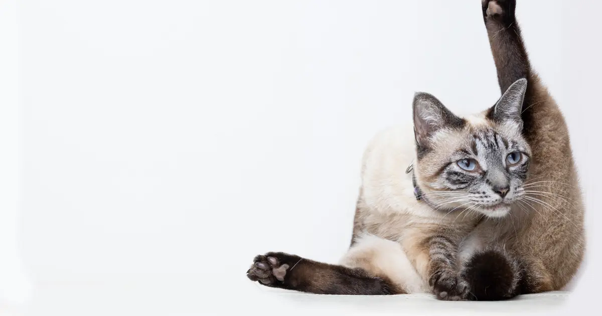 Siamese cats are often more curious about water than most breeds