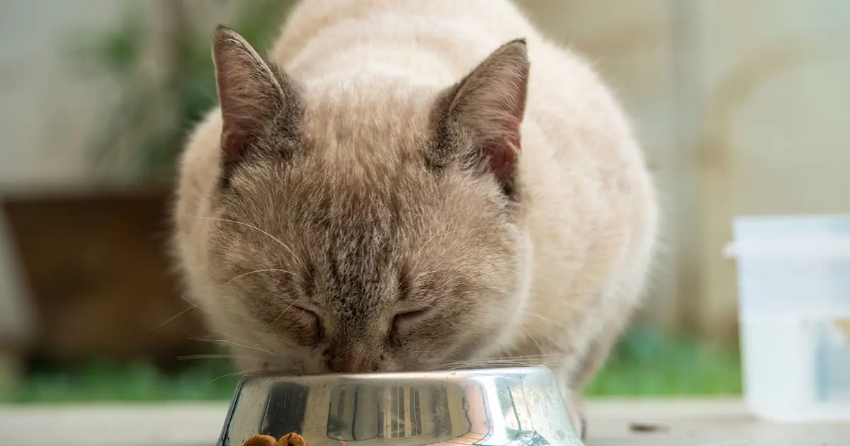 Siamese cats do best on a high-protein, portion-controlled diet