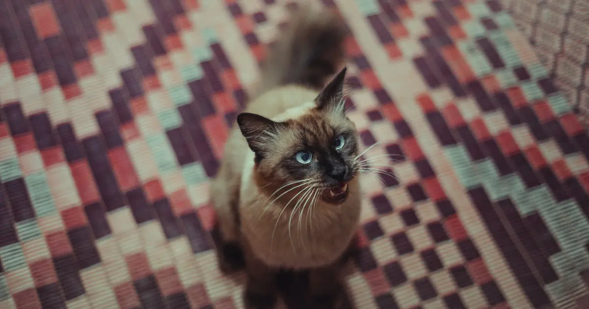 Siamese aren't mean, just vocal, demanding, and deeply attached