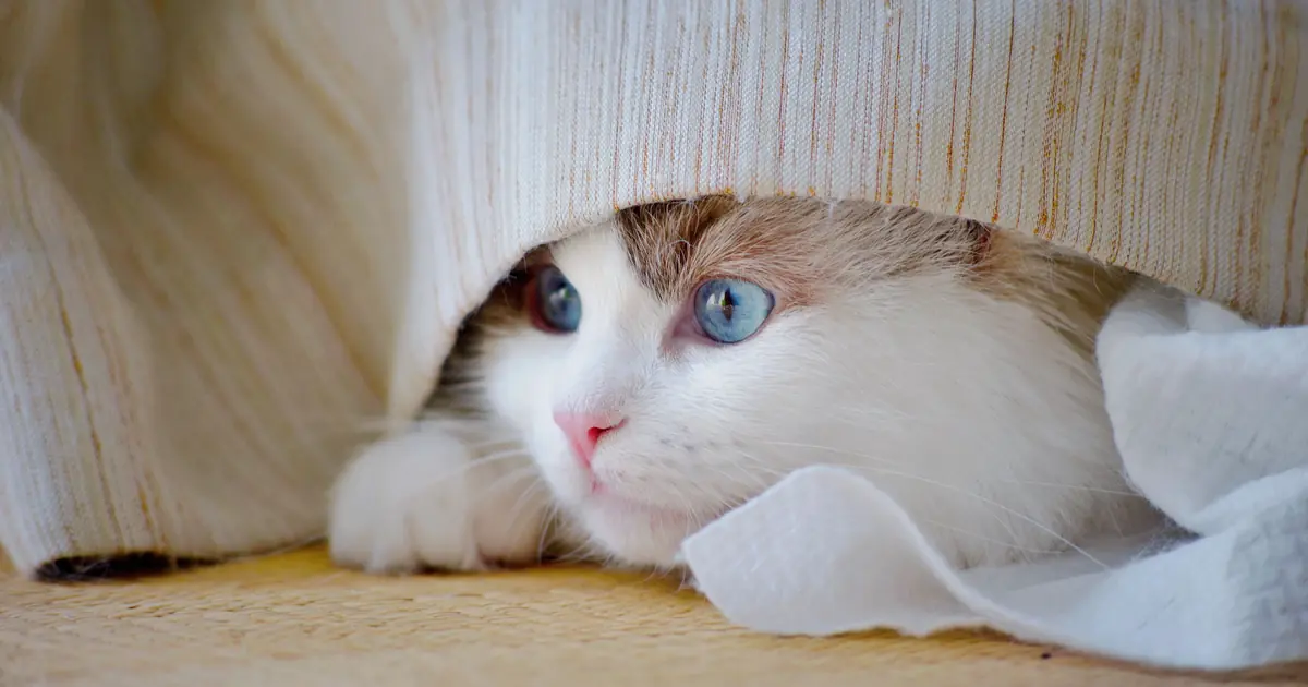 a cat resting while fighting an upper respiratory infection