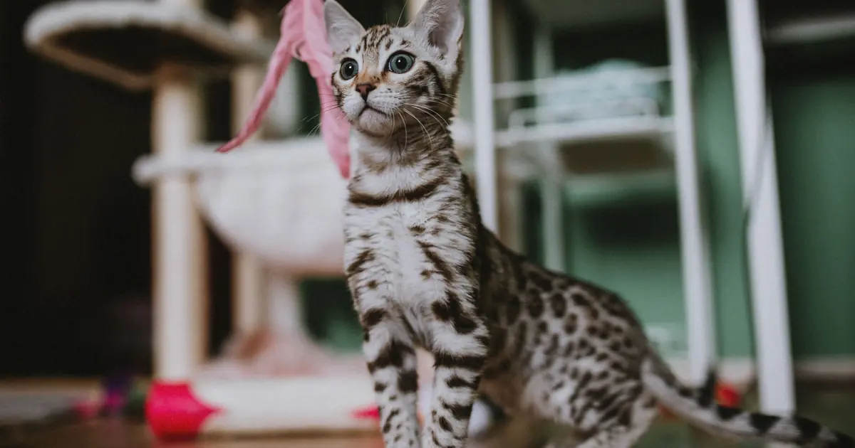 a Silver Bengal has a pale, shimmery coat with dark rosettes