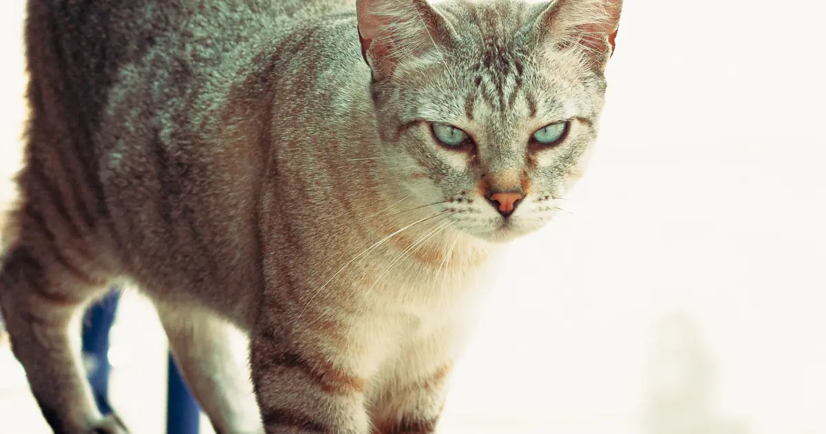 the Siamese's sleek, muscular build makes it look naturally skinny