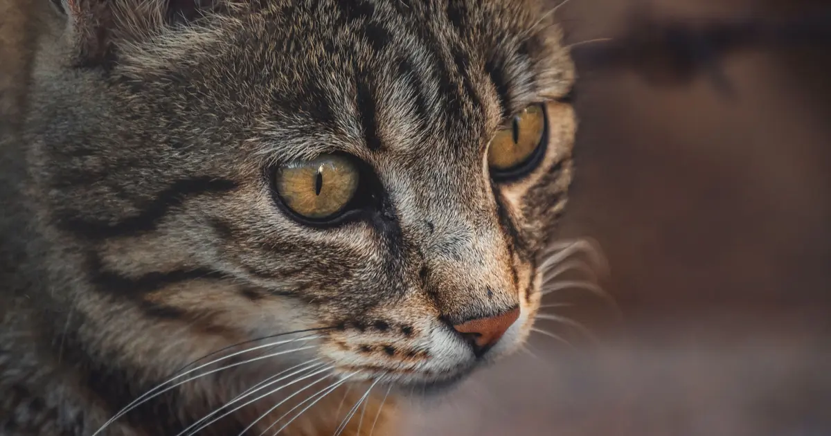 cats grasp small quantities but don't count like we do
