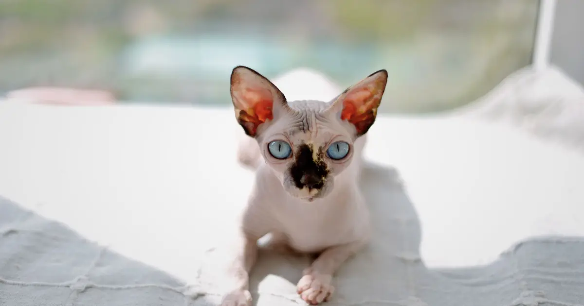 a thin-coated cat, the type that gets cold fastest