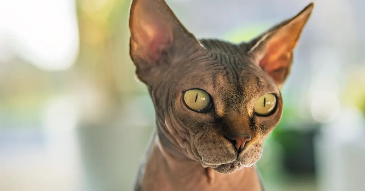 hairless breeds like the Sphynx often have short, curled whiskers