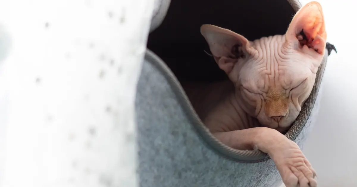 hairless cats still lick to clean their skin and self-soothe