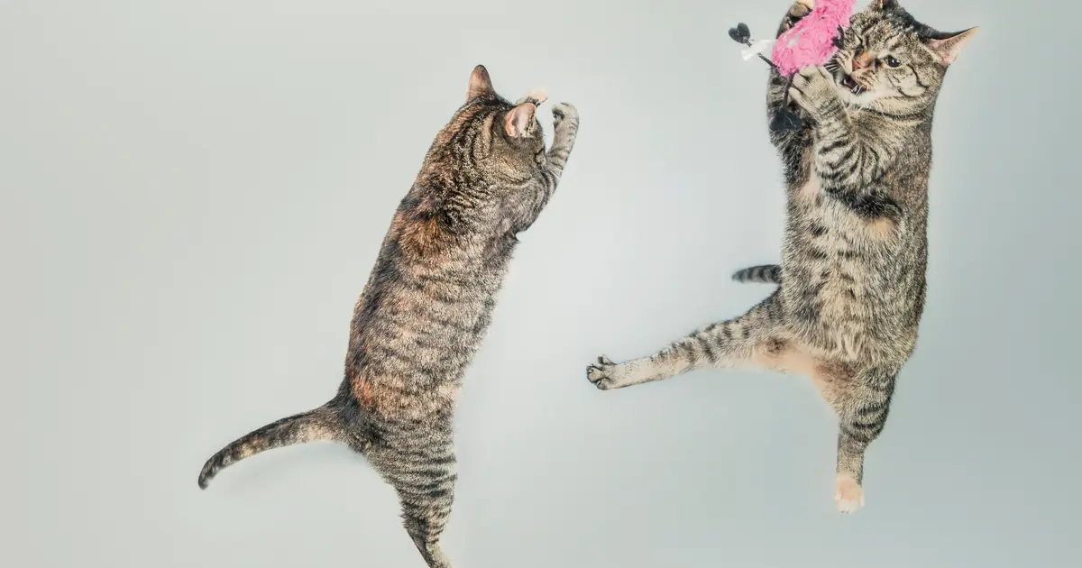 a startled cat showing the feline startle reflex