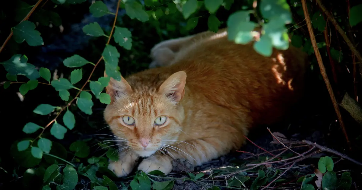 flattened ears and a crouched posture signal stress