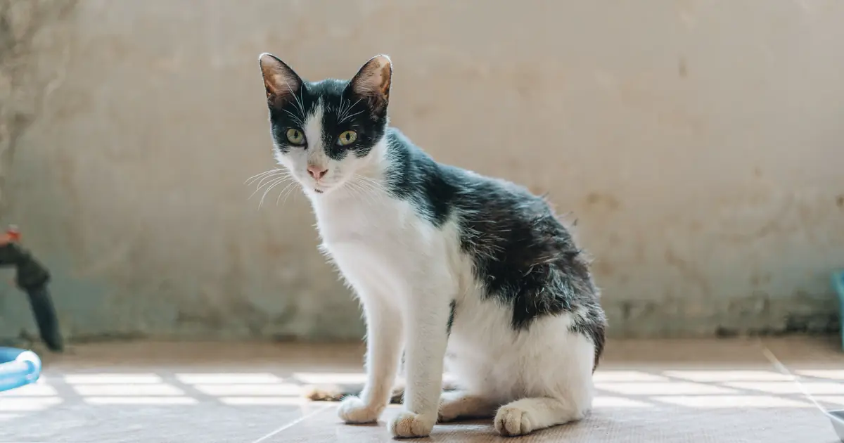 a thin cat with a visible spine and ribs