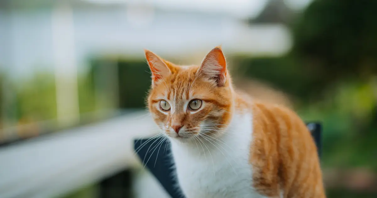 unfamiliar tomcats may harm kittens that aren't theirs