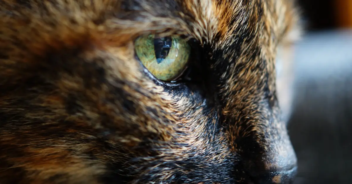 a tortoiseshell cat, often confused with a calico