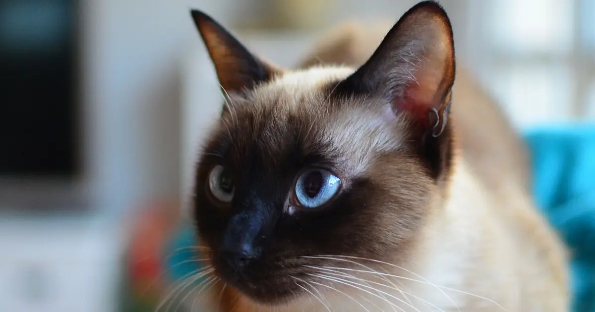 a traditional apple-head Siamese cat