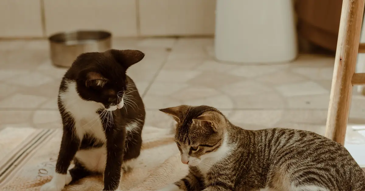 a companion cat can ease loneliness for a cat left alone