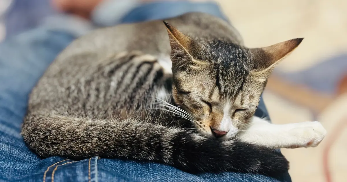 an underweight cat has a visible spine and hip bones
