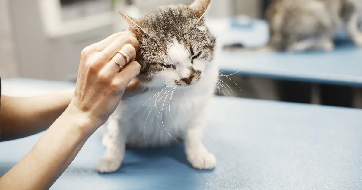 vets usually draw blood from a cat's jugular or leg vein