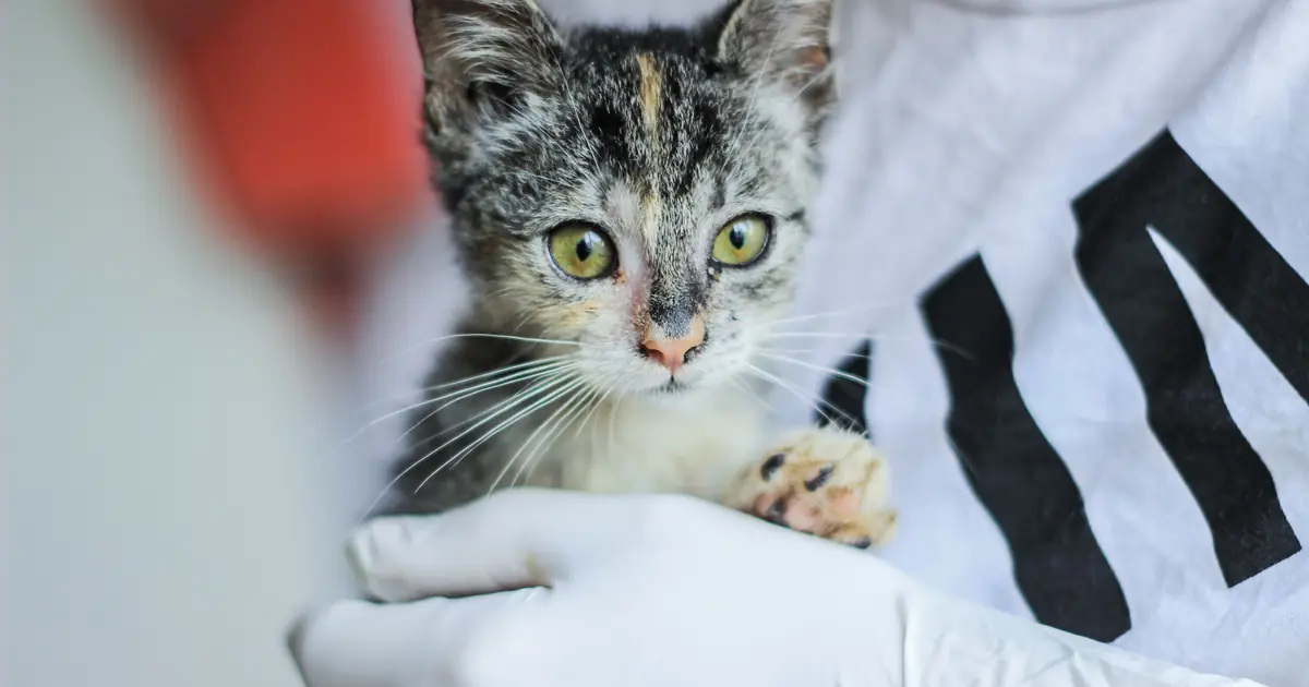 vets use calm handling, towels, and sometimes sedation for aggressive cats