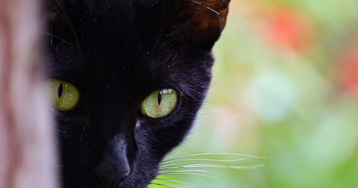 cats often hiss at strangers out of fear, not at their trusted person