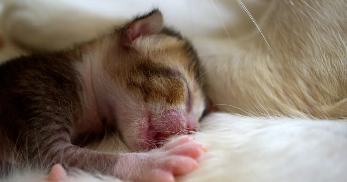 a fragile newborn kitten, vulnerable to fading kitten syndrome