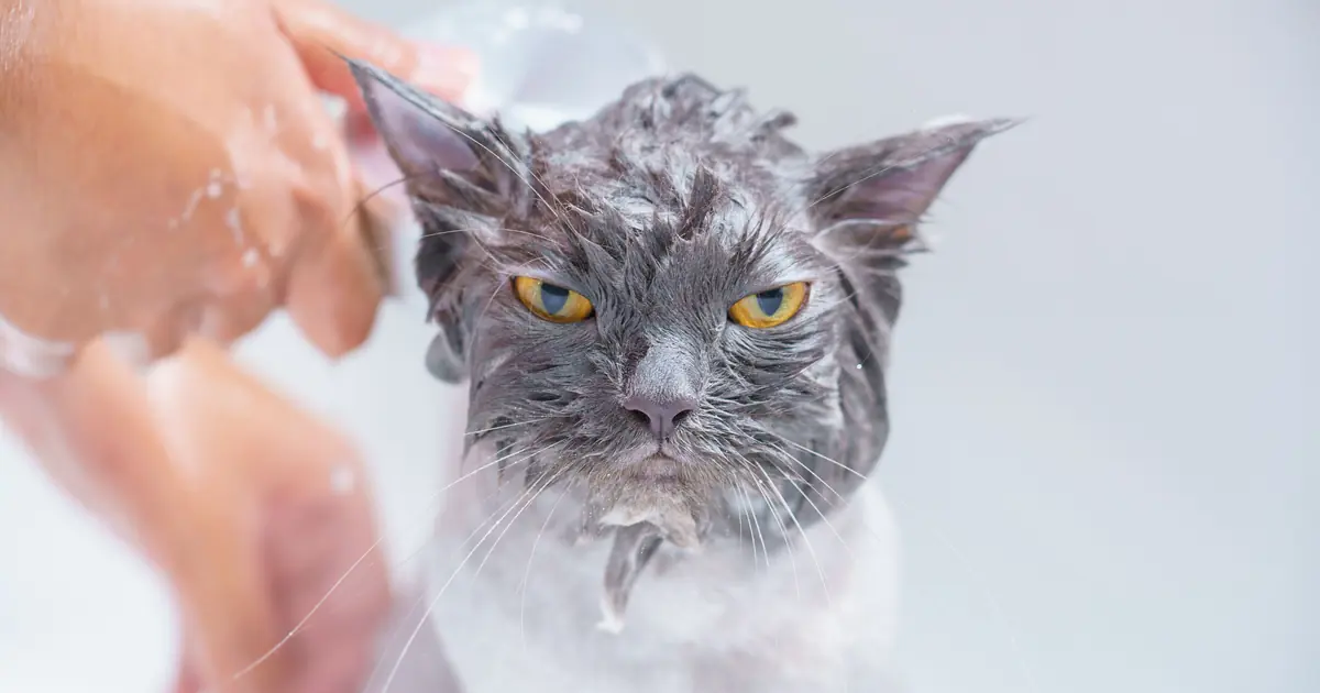 a wet cat; soaked fur feels heavy and cold