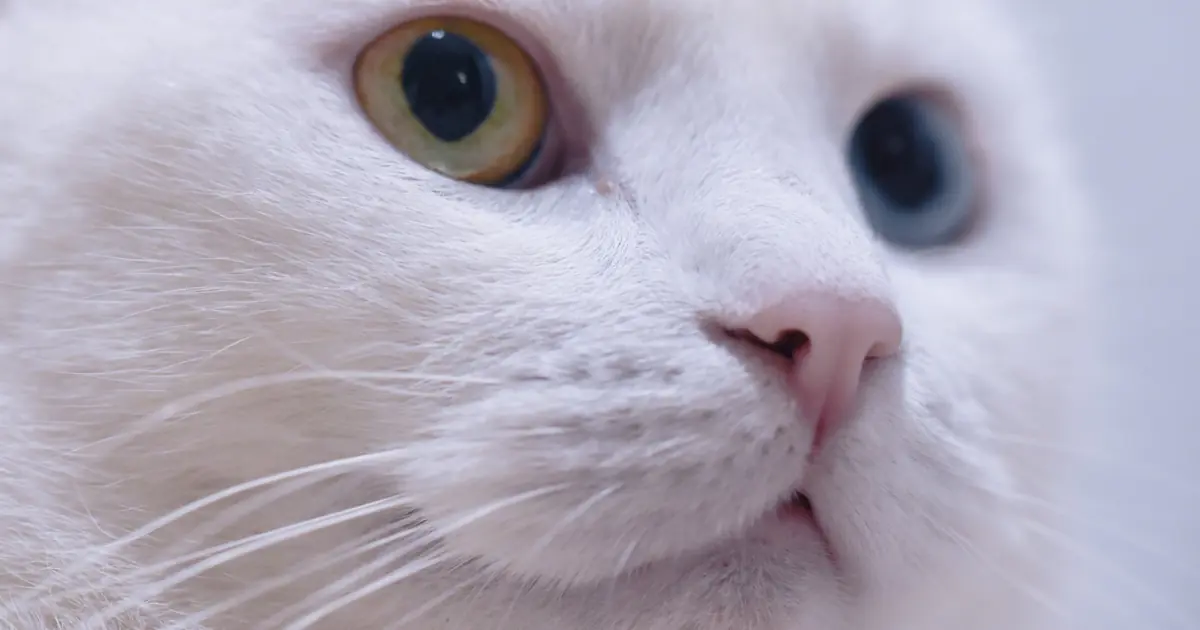 the white-coat gene is linked to deafness, especially in blue-eyed cats