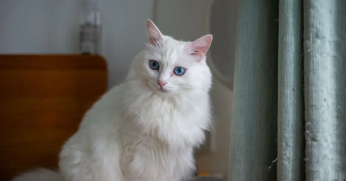 only a small percentage of cats are solid white