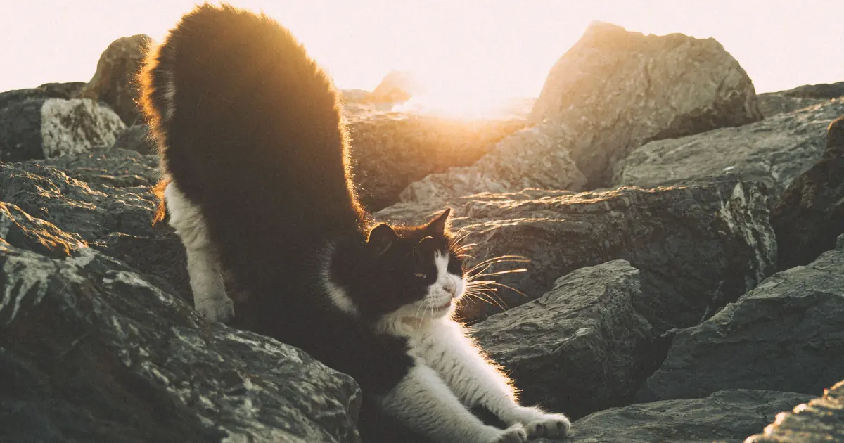 a cat in a stretch pose