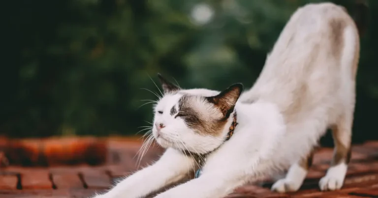 why are cats so flexible