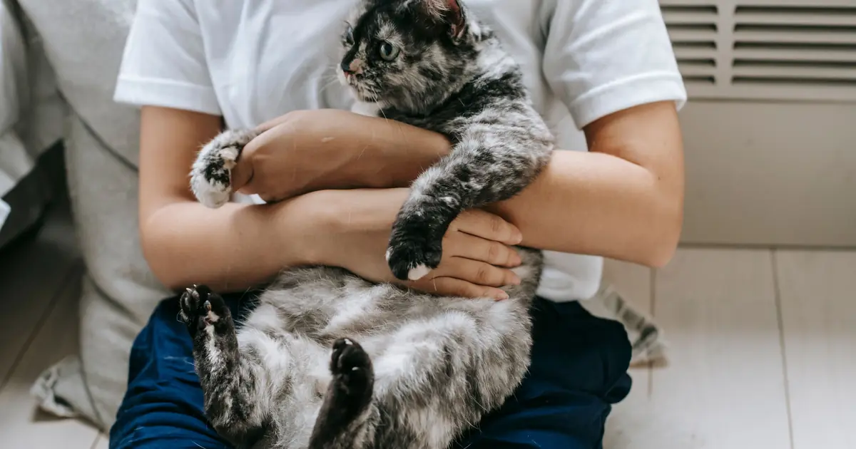 cat sitting on a person's lap