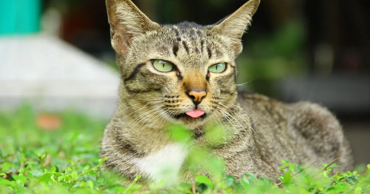 a cat with its tongue tip sticking out