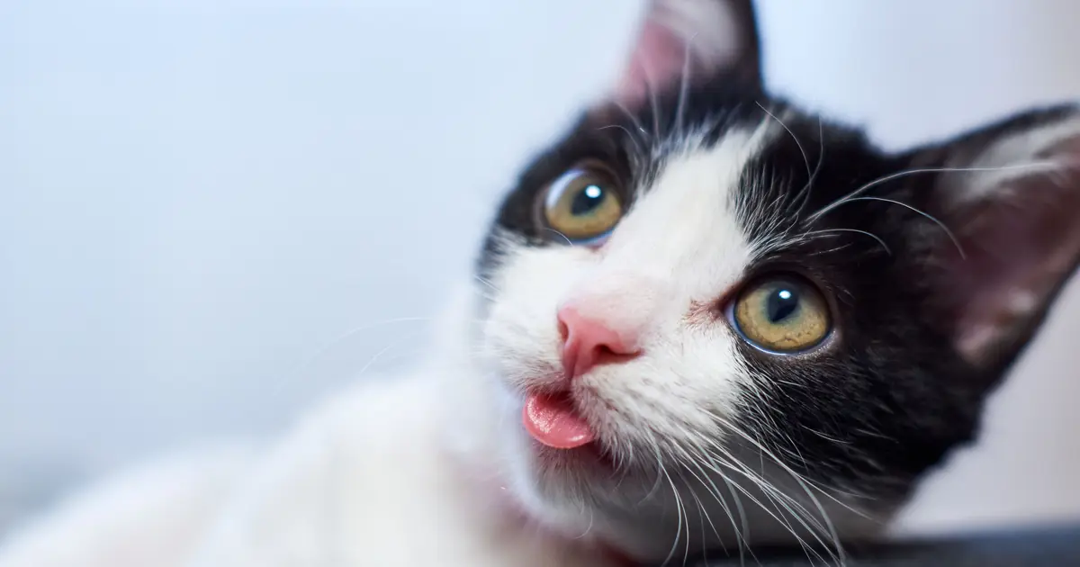 why do cats blep