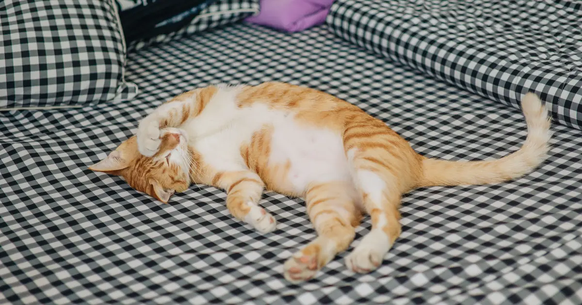 why do cats cover their face when they sleep