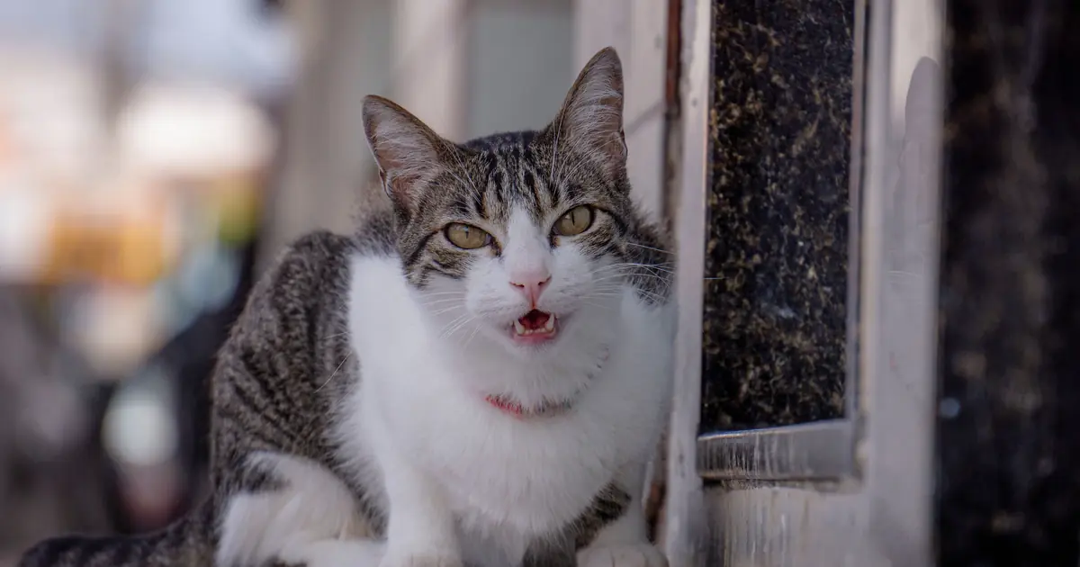 a cat with ears back, growling