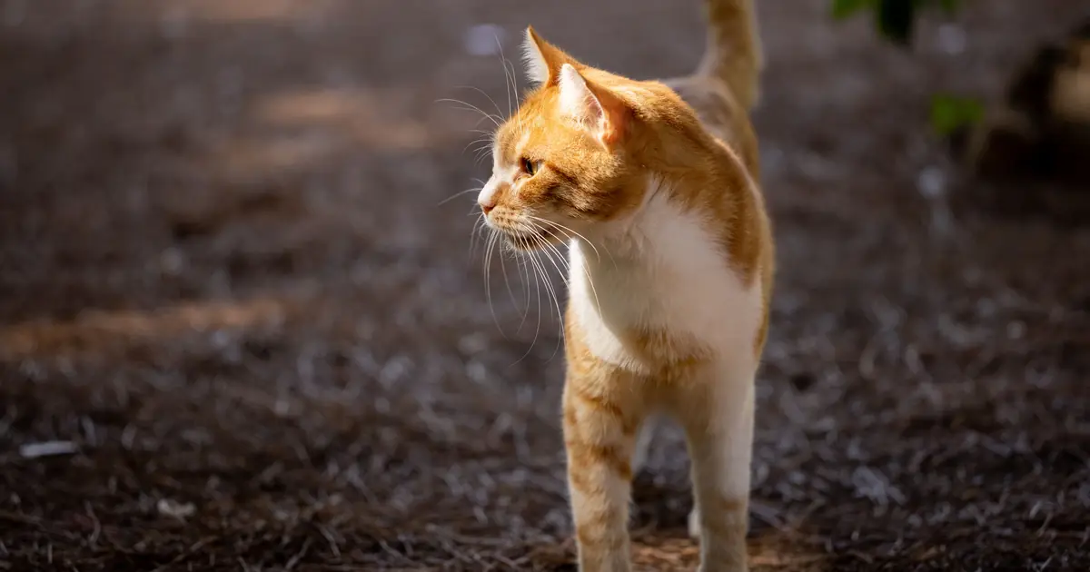 cat walking outside alone