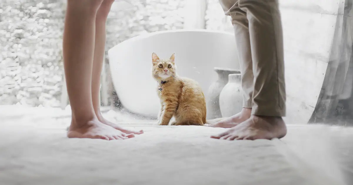 cat rubbing against a person's legs