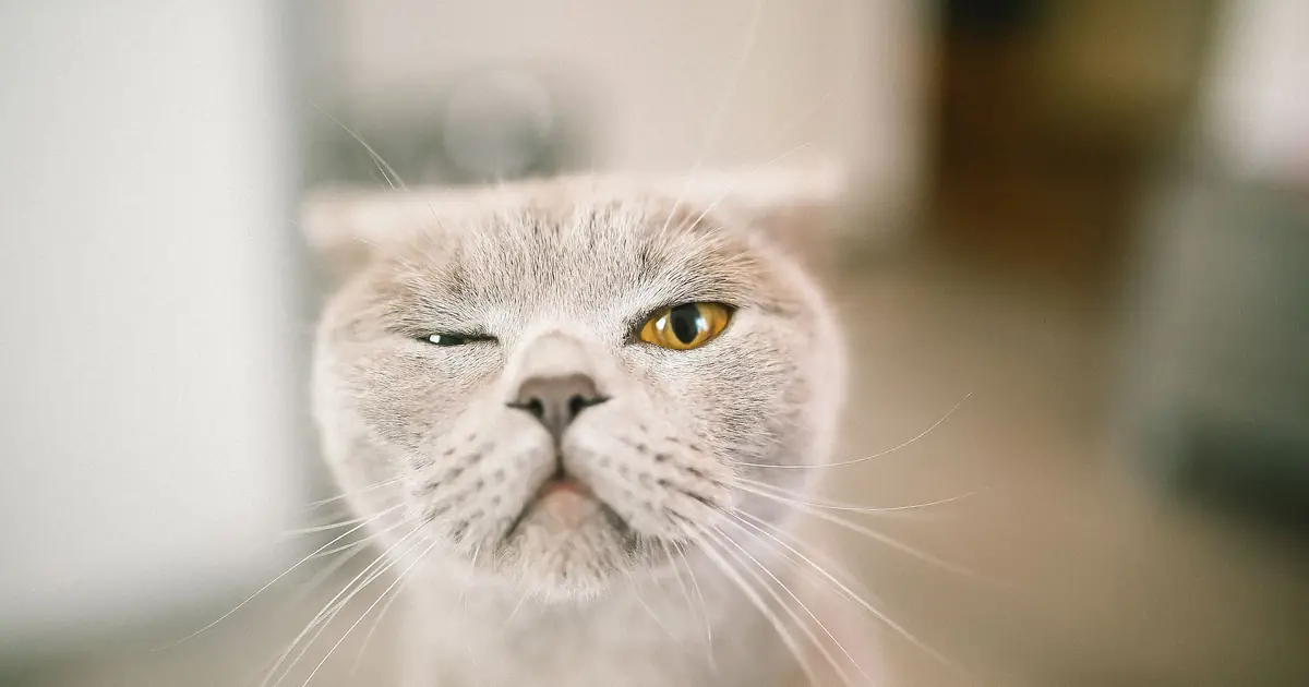 a cat with one eye closed