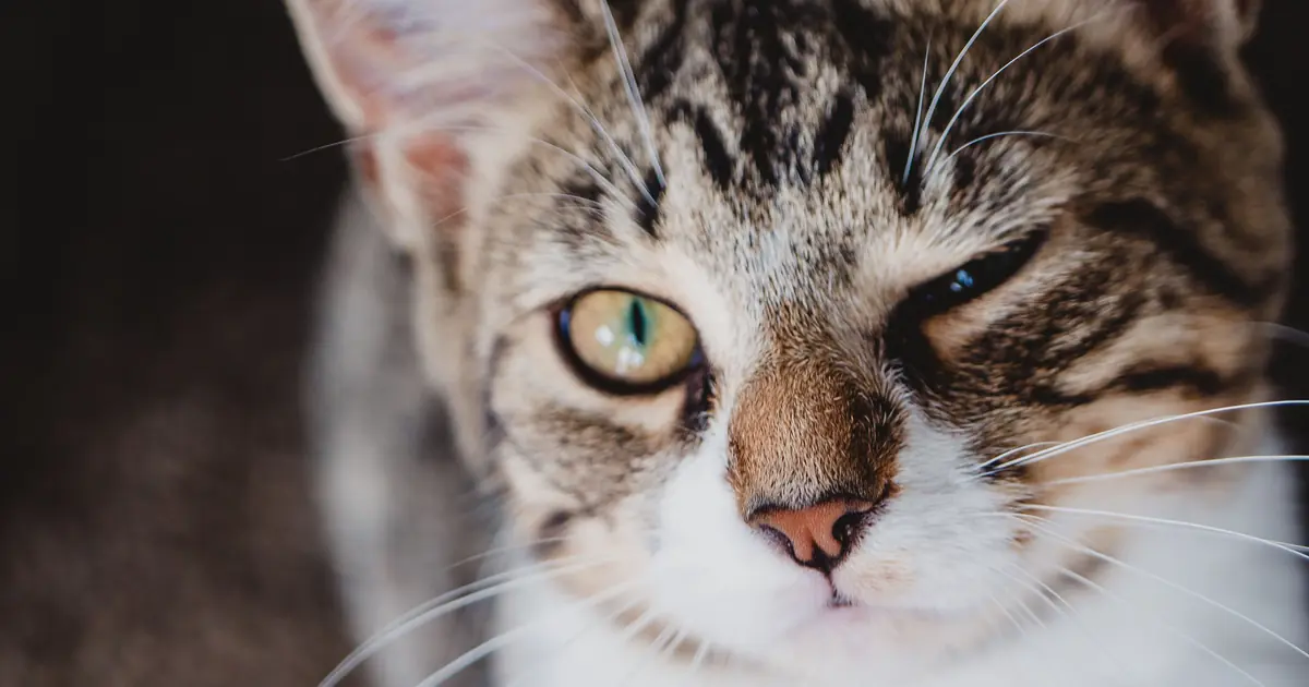 why do cats wink
