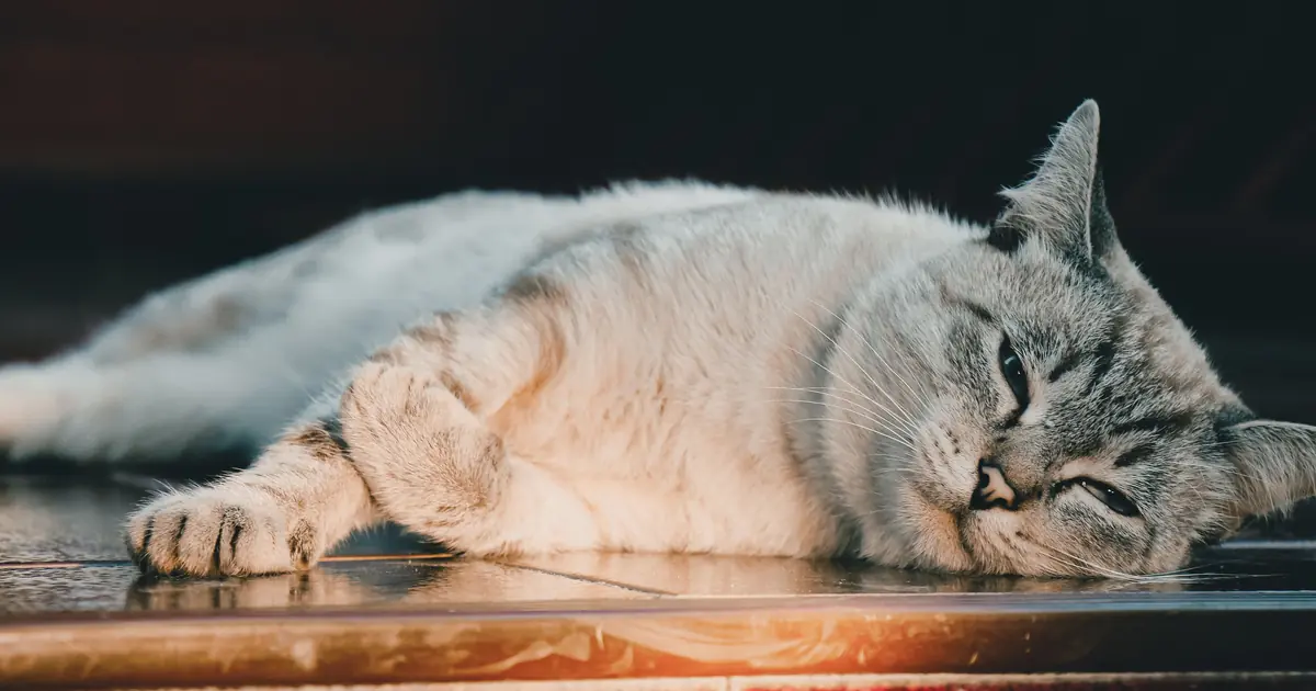 why does my cat fart so much