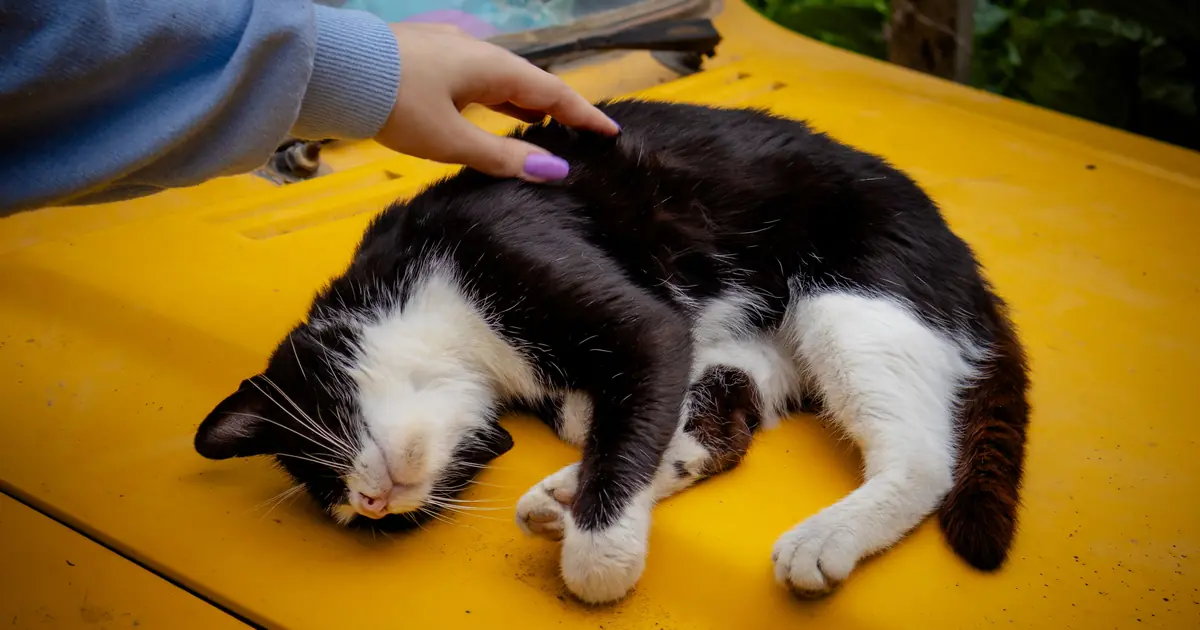 a relaxed cat being petted