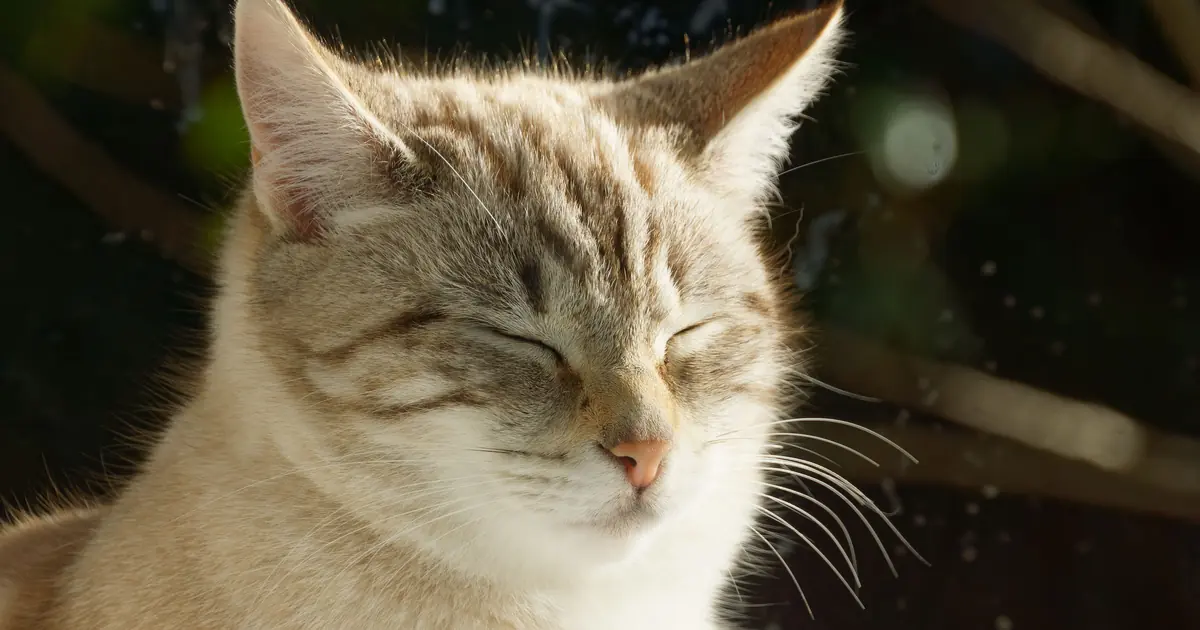 why is my cat squinting one eye