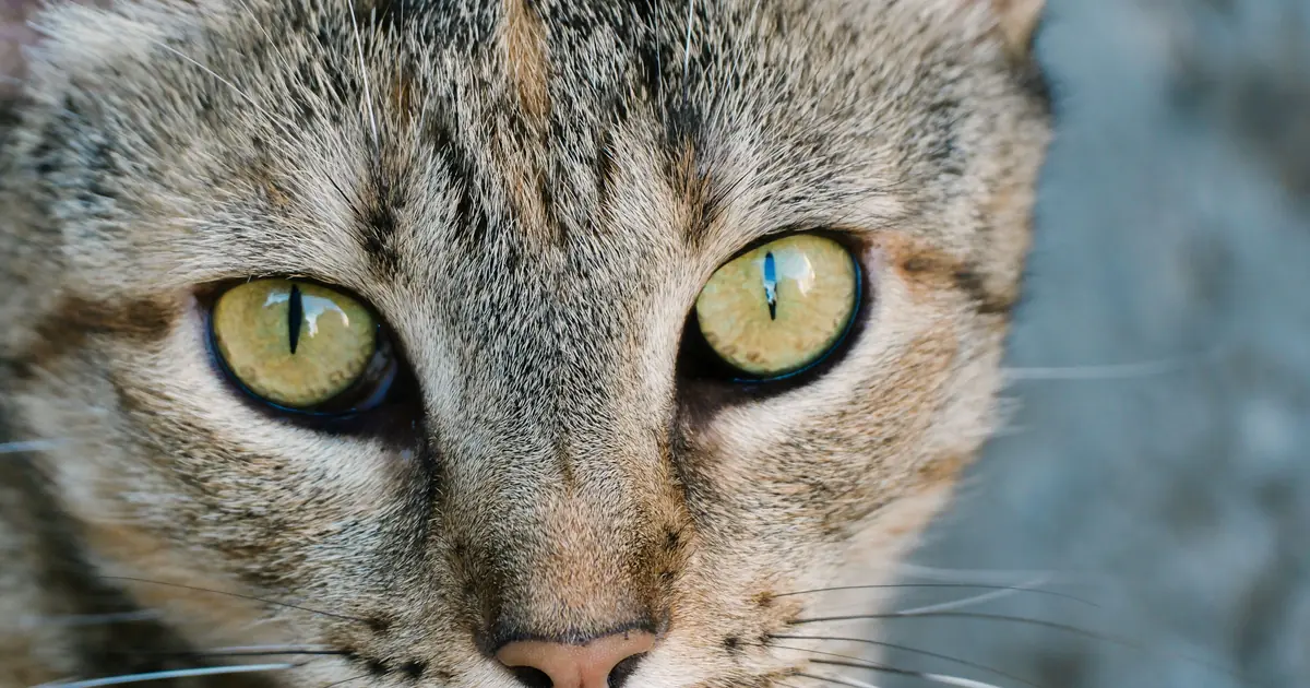 close-up of a cat's eye